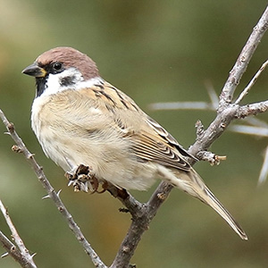 Eurasian Tree Sparrow